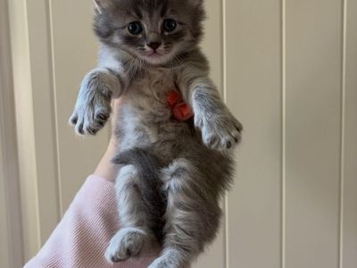Kittens