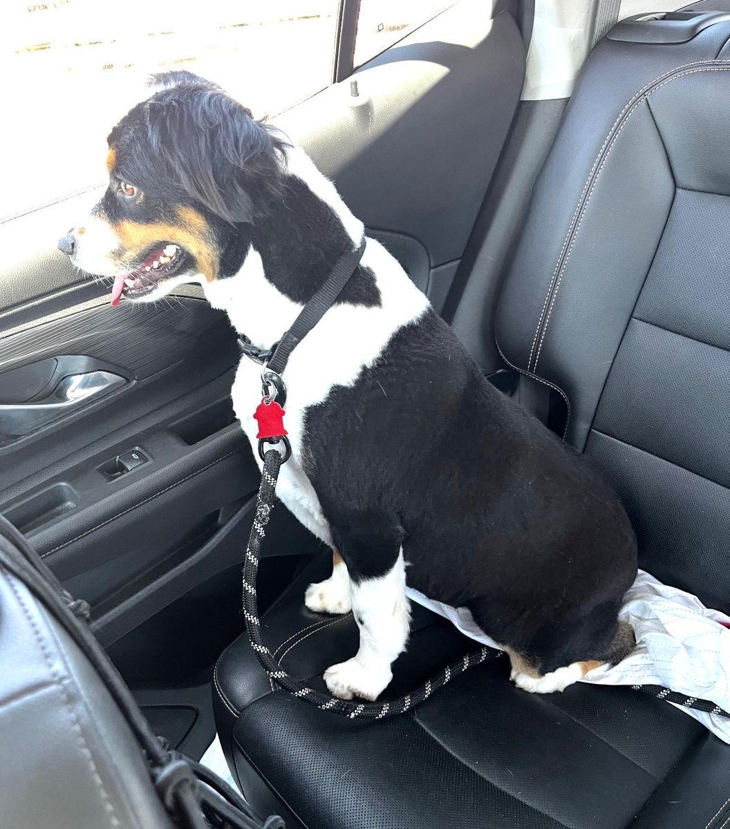 Purebred Mini Australian Shepherd
