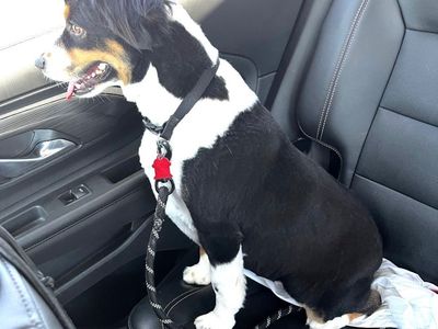 Purebred Mini Australian Shepherd