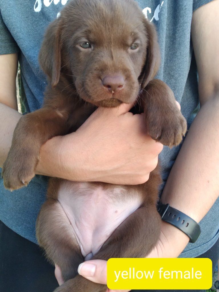 Black and Chocolate Lab puppies
