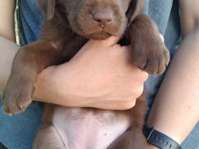 Black and Chocolate Lab puppies