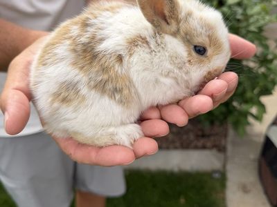 Baby Rabbits