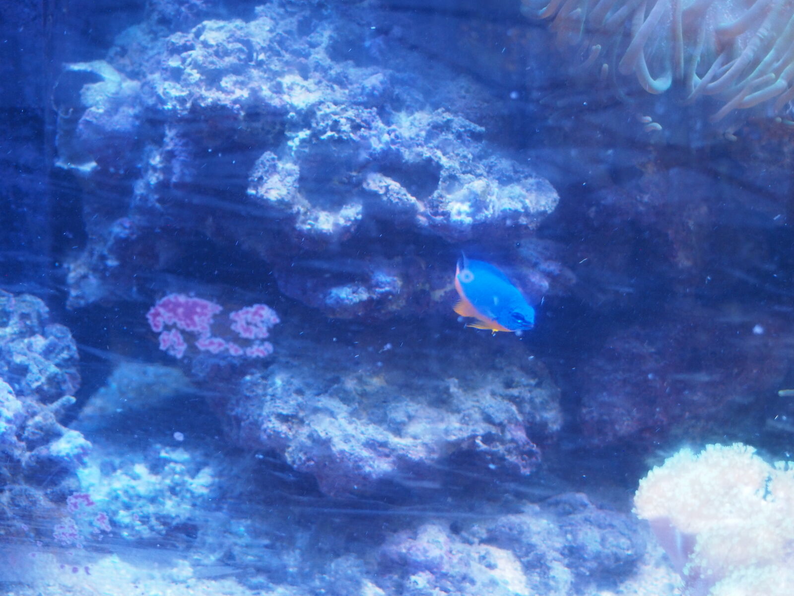 Azure Damselfish
