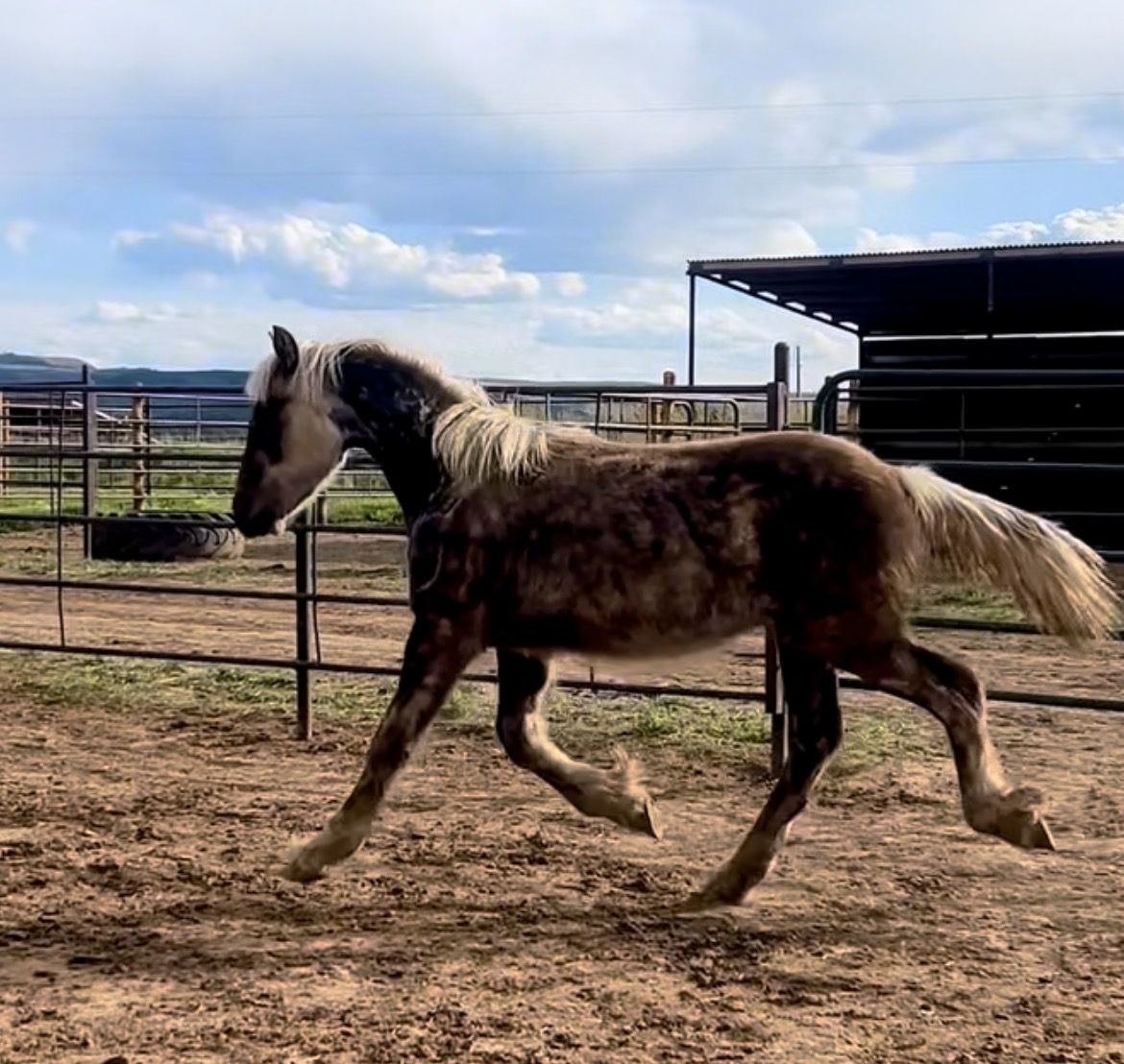Silver Dapple 75% Friesian x Belgian/gypsy