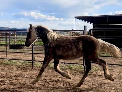 Silver Dapple 75% Friesian x Belgian/gypsy