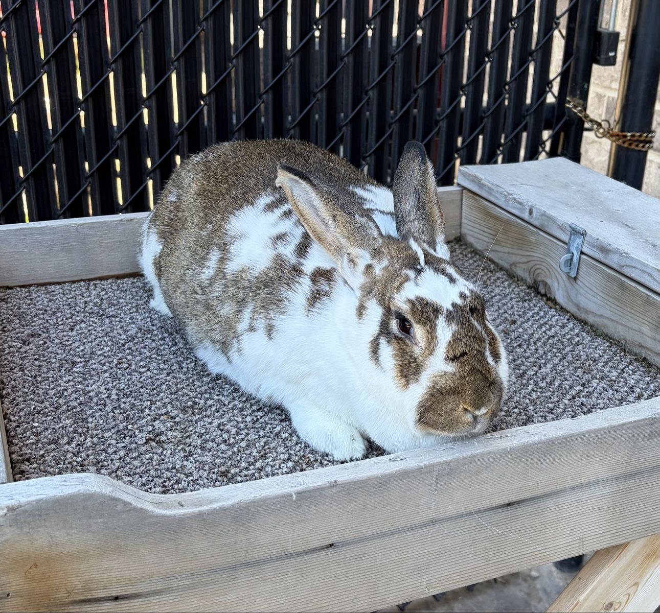 Pregnant Pedigreed New Zealand Doe