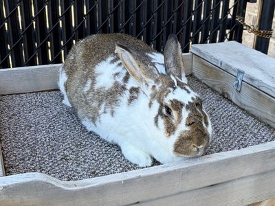 Pregnant Pedigreed New Zealand Doe