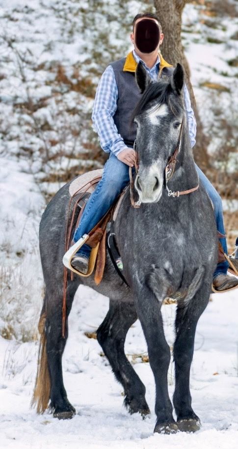 5y/o Half Draft Gelding