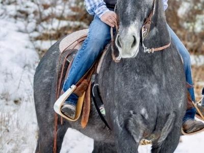 5y/o Half Draft Gelding