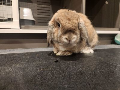 Holland Lop For Sale