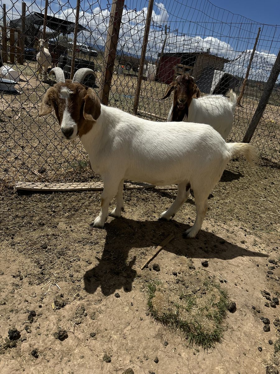 Boer Female Goat