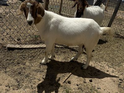 Boer Female Goat