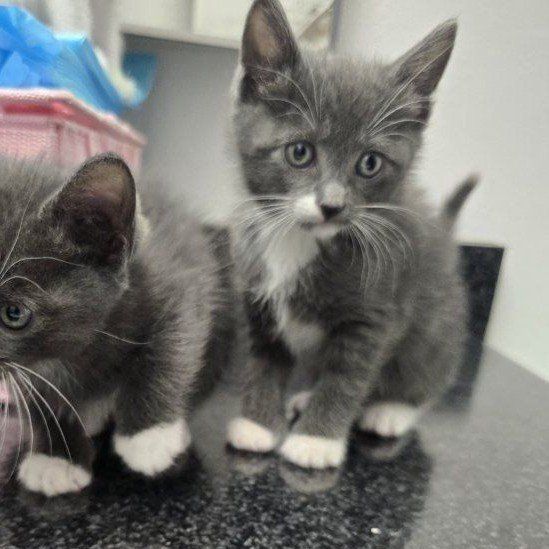 kittens