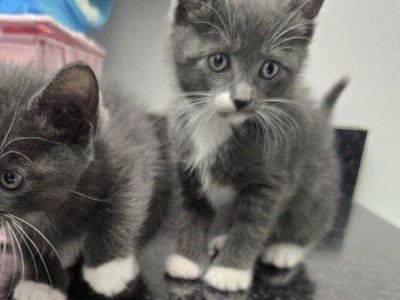kittens