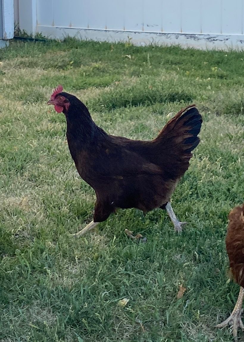 4 Laying Chickens $25 each.