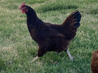 4 Laying Chickens $25 each.