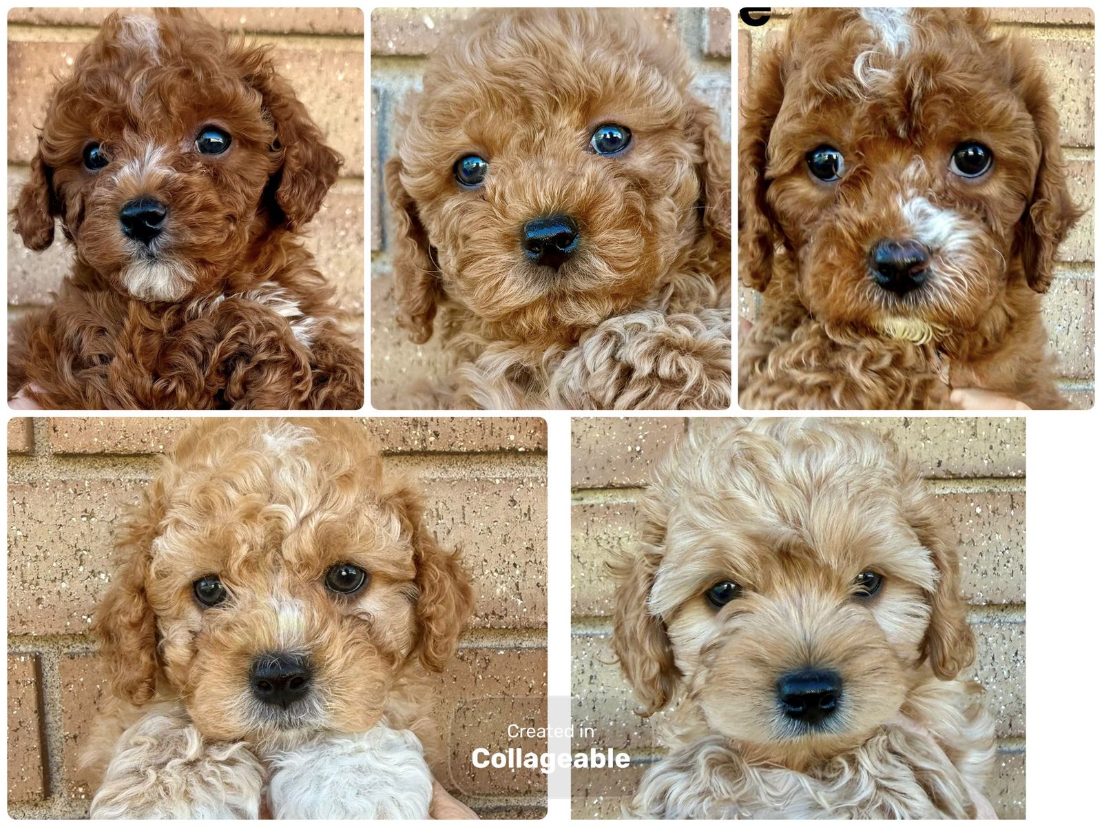 F1B Cavapoo Puppies