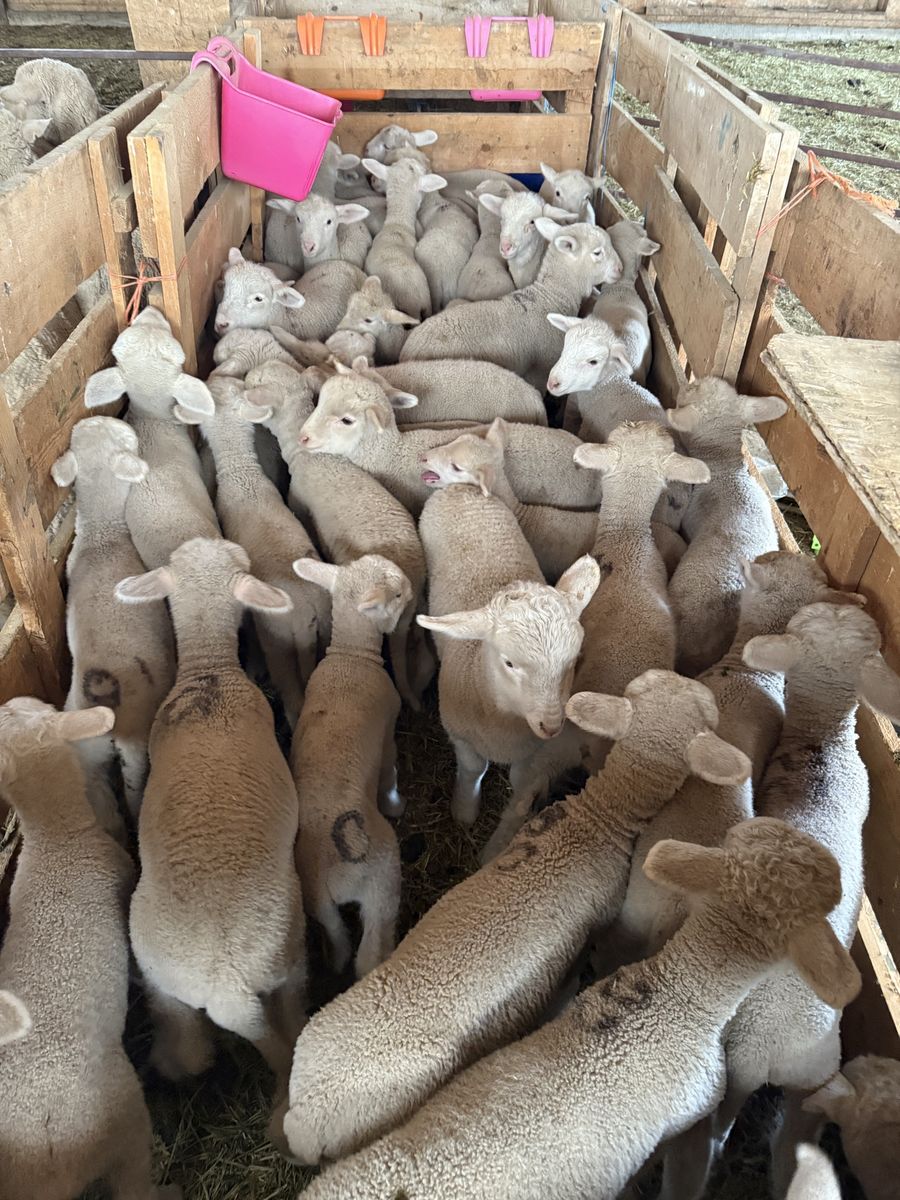 Sheep (ewe and lambs)