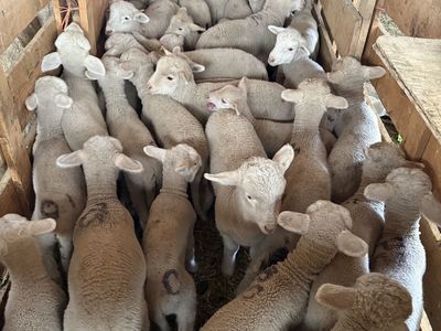 Sheep (ewe and lambs)