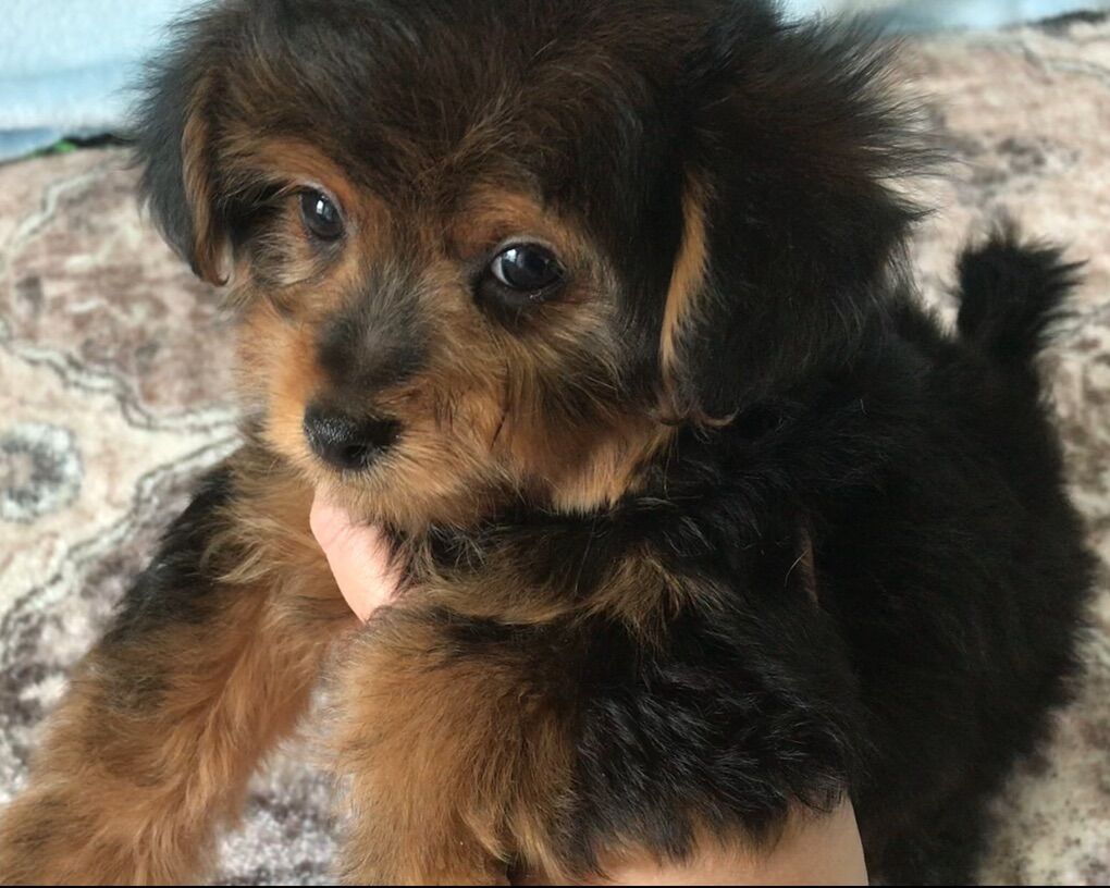 Arthur Yorkiepoo Puppy Yorkie Poodle Yorkshire