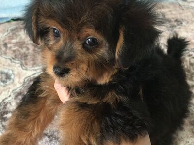 Arthur Yorkiepoo Puppy Yorkie Poodle Yorkshire