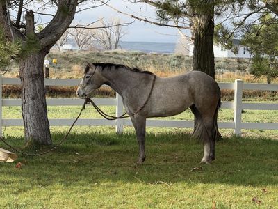 3 Year Old Cowhorse/ Reining Prospect