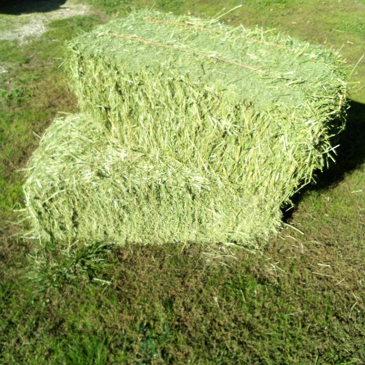 Grass Hay