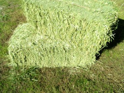 Grass Hay