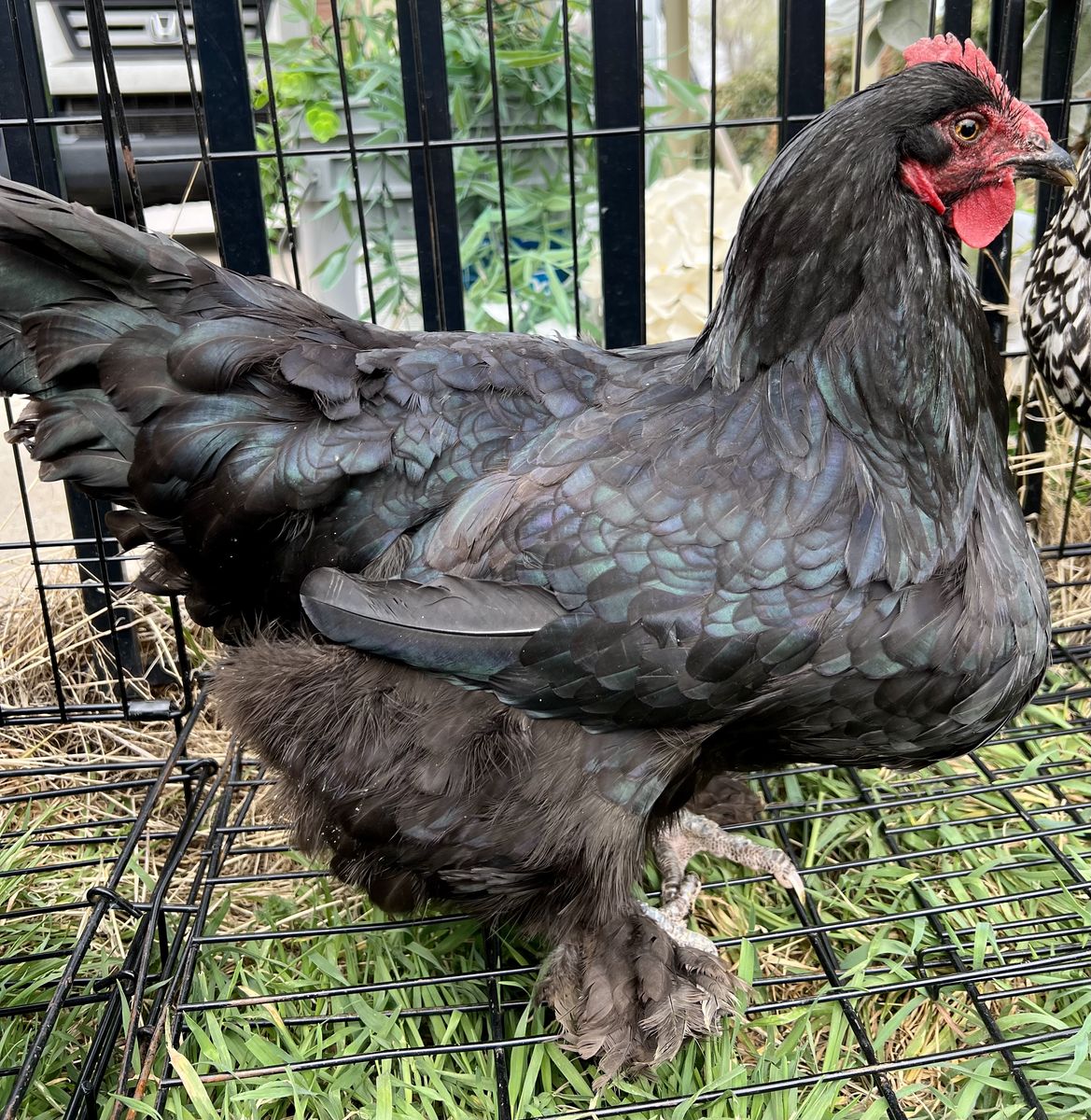 Chickens Available for Trade for Fertile Eggs