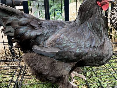 Chickens Available for Trade for Fertile Eggs