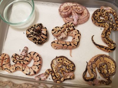 Proven Breeding Pair of Ball Pythons - Ready to Breed