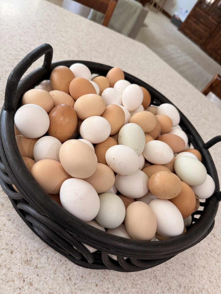 Fresh Farm eggs