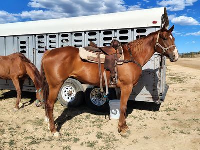 Aqha registered mare