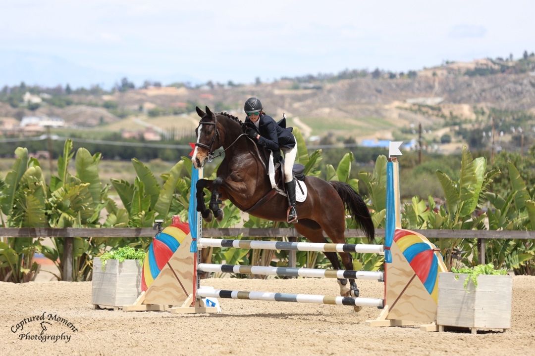 show Jumper for sale