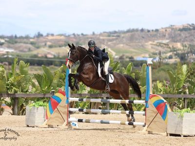 show Jumper for sale