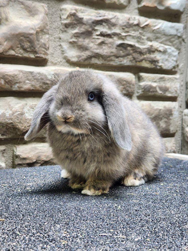 Adorable Mini Holland Lop Doe - Ready for a Loving Home!