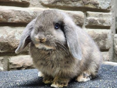 Adorable Mini Holland Lop Doe - Ready for a Loving Home!