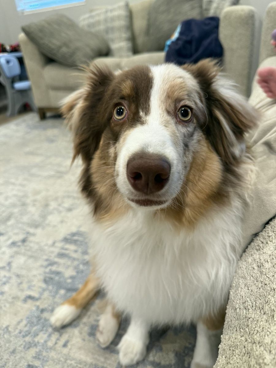 Intact Male Red Merle Mini Australian Shepard