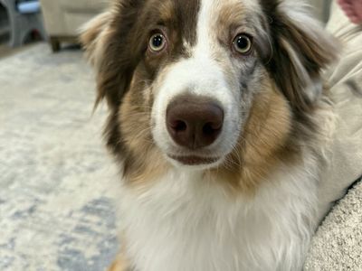 Intact Male Red Merle Mini Australian Shepard