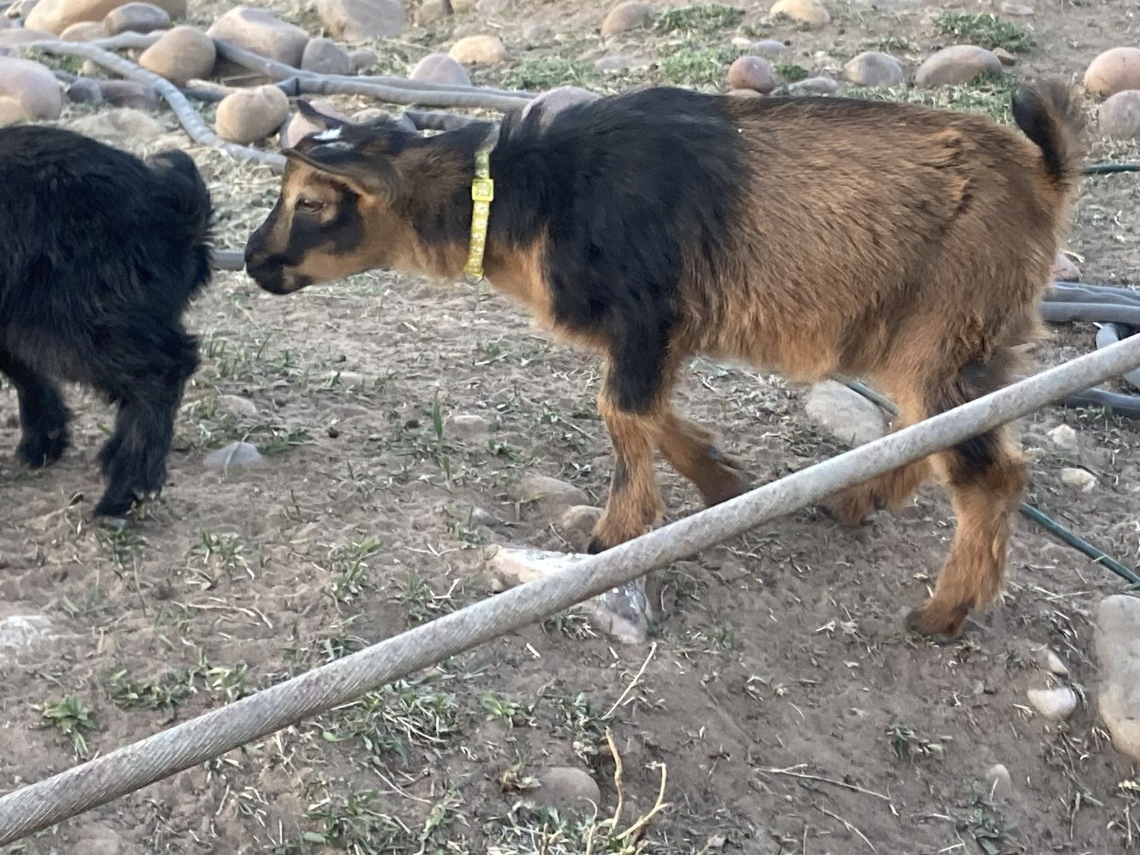 ADGA registerable Nigerian Dwarf Bucklings