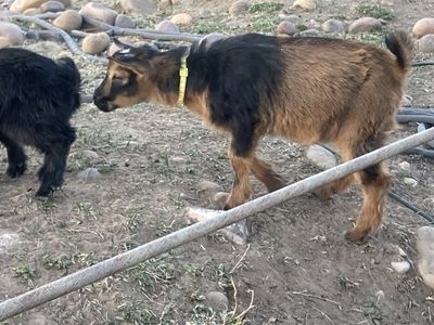 ADGA registerable Nigerian Dwarf Bucklings