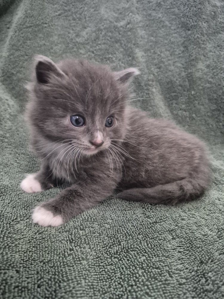 Adorable Friendly Cuddly Kittens!