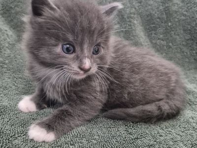 Adorable Friendly Cuddly Kittens!