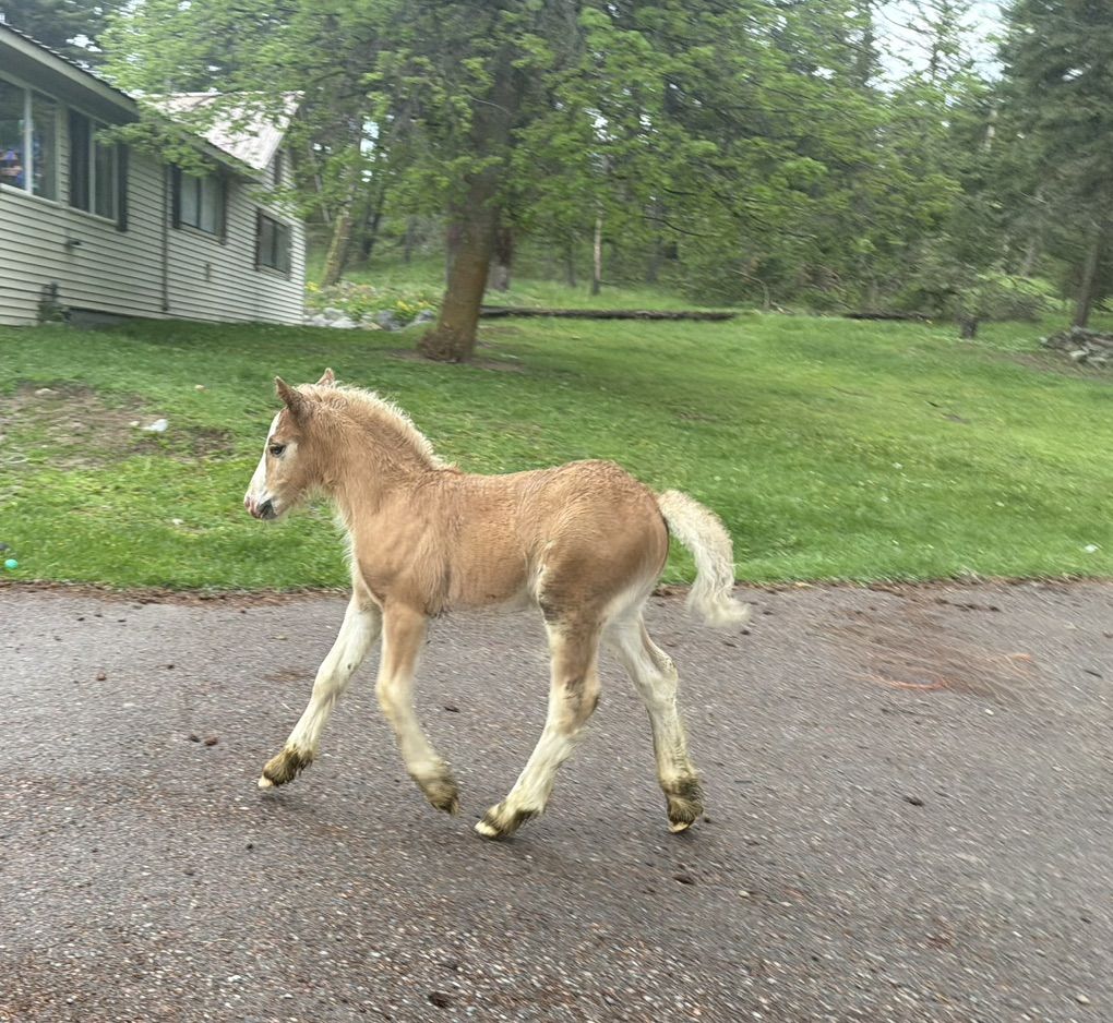 Beautiful Registered 2026 Gypsy Vanner Colt