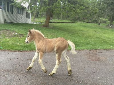 Beautiful Registered 2026 Gypsy Vanner Colt