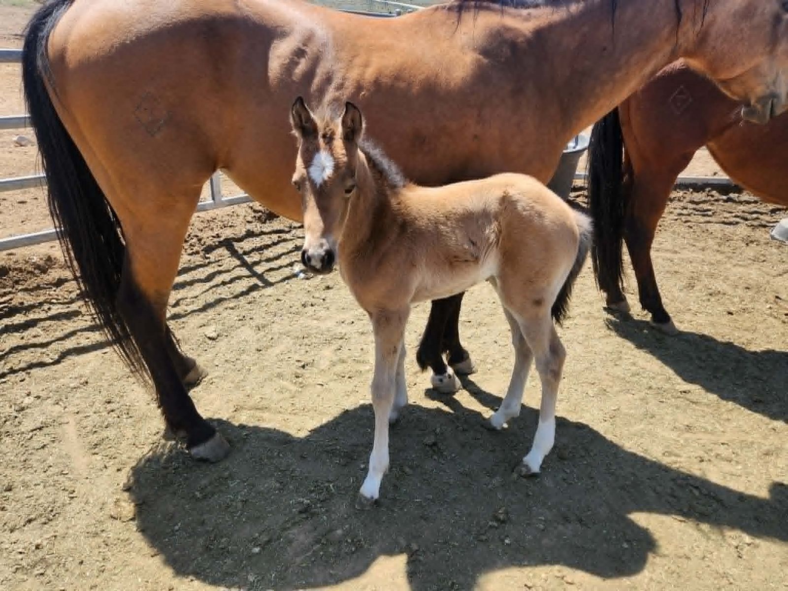 2026 Buckskin Filly