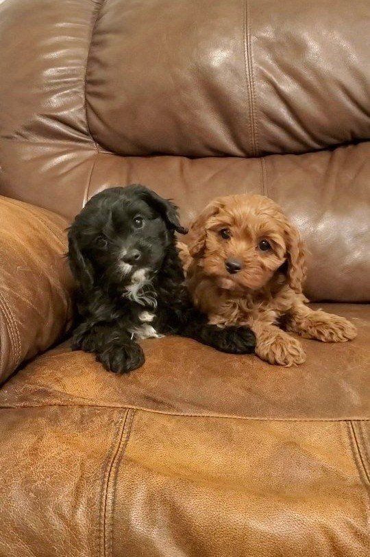 cavapoo king Charles cavalier toy poodle