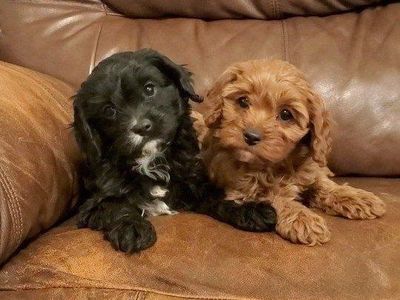 cavapoo king Charles cavalier toy poodle