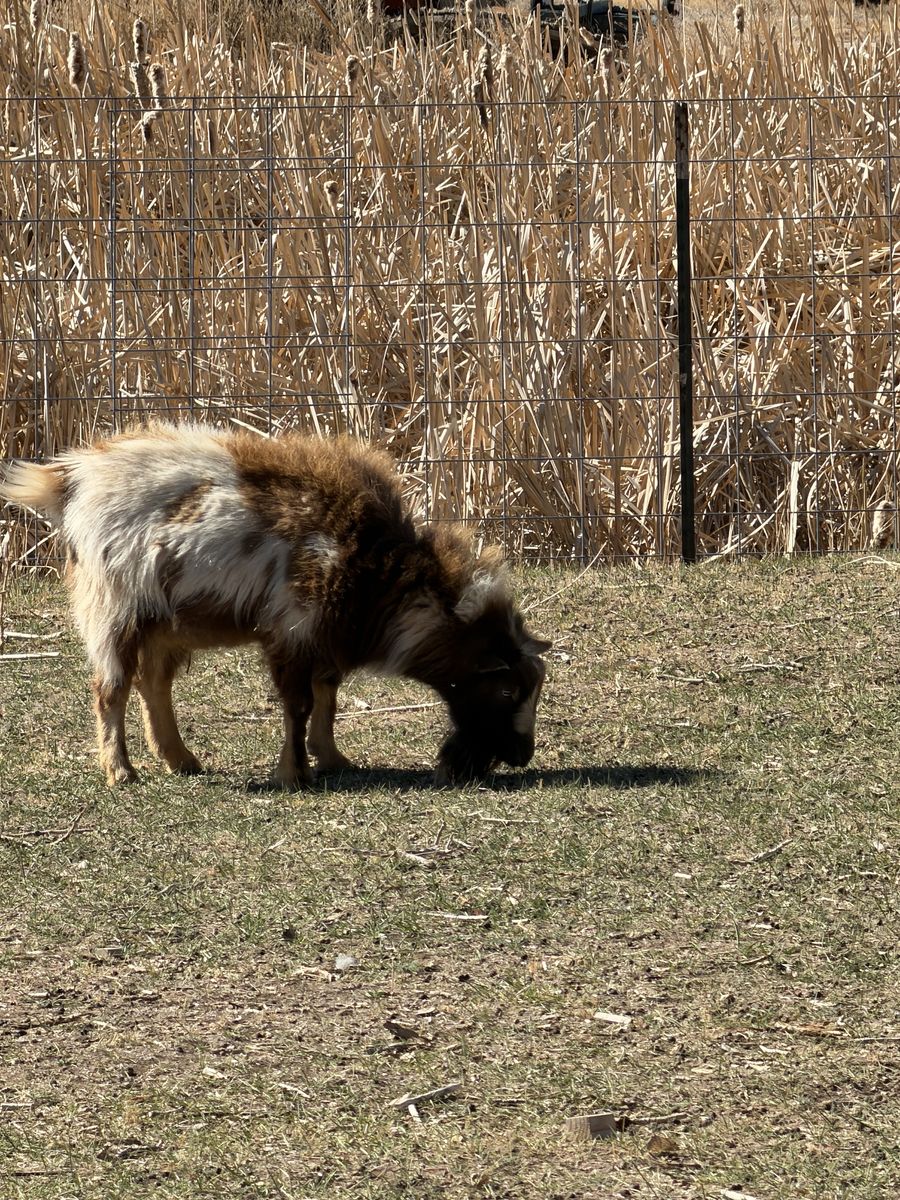 Nigerian Dwarf Billy Goat Blue Eyes Paint Sweet