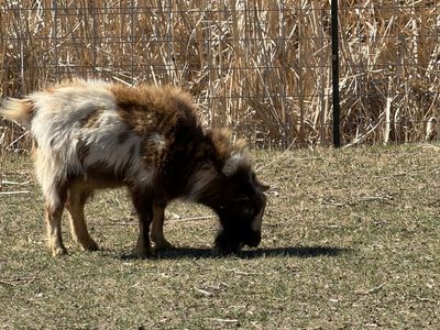 Nigerian Dwarf Billy Goat Blue Eyes Paint Sweet